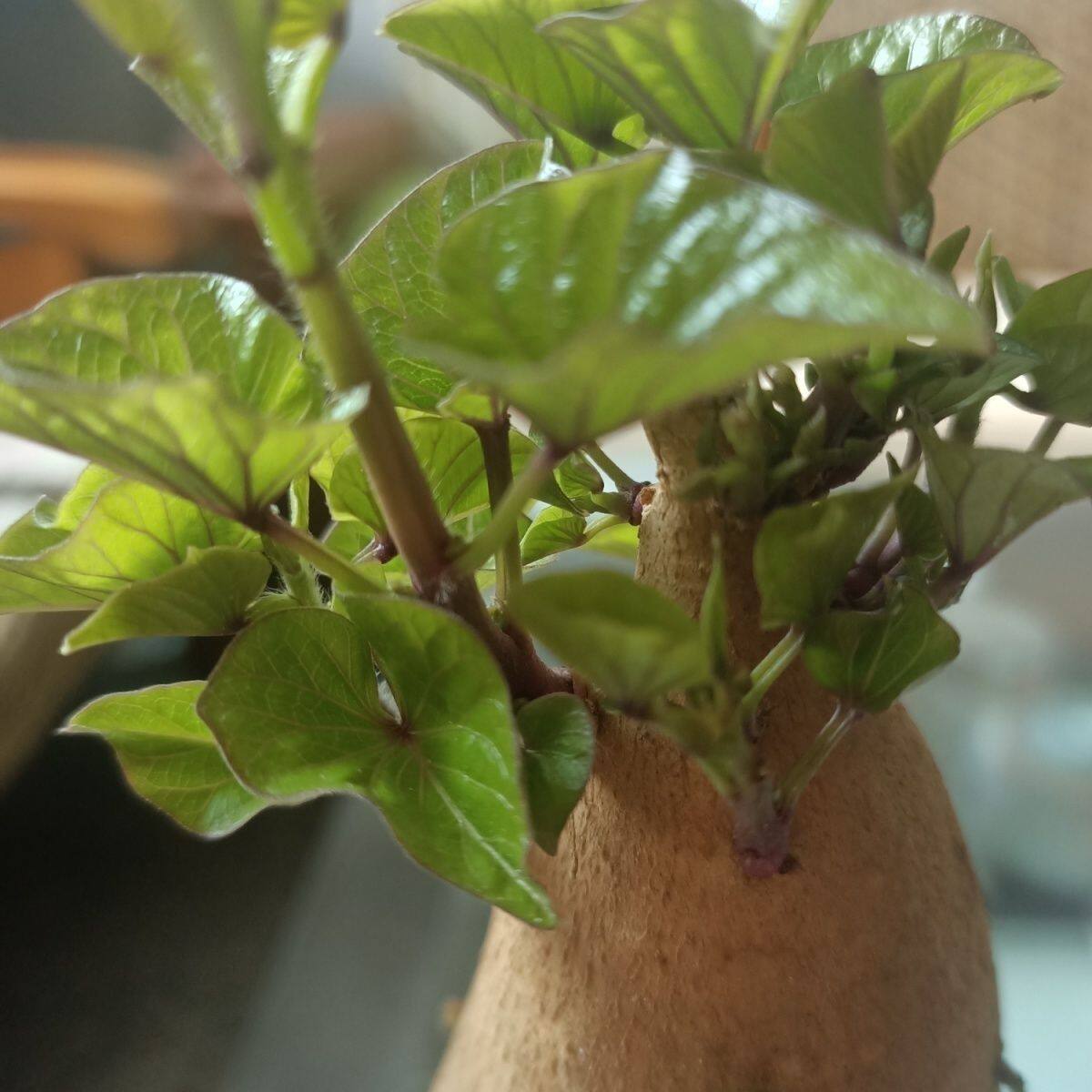 水培观叶植物轻松养护净化客厅空气土培红薯幼儿植物角番薯地瓜叶