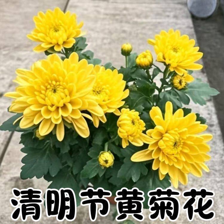 清明节黄菊花盆栽带花四季阳台庭院好养花卉矮化小丽菊花苗扫墓花