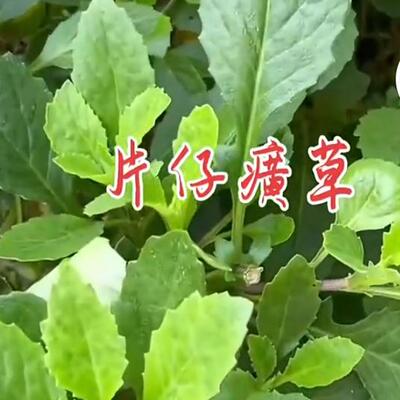 片仔癀草苗植物盆栽苗白凤菜绿植多年生可食用泡茶饮正宗花草苗