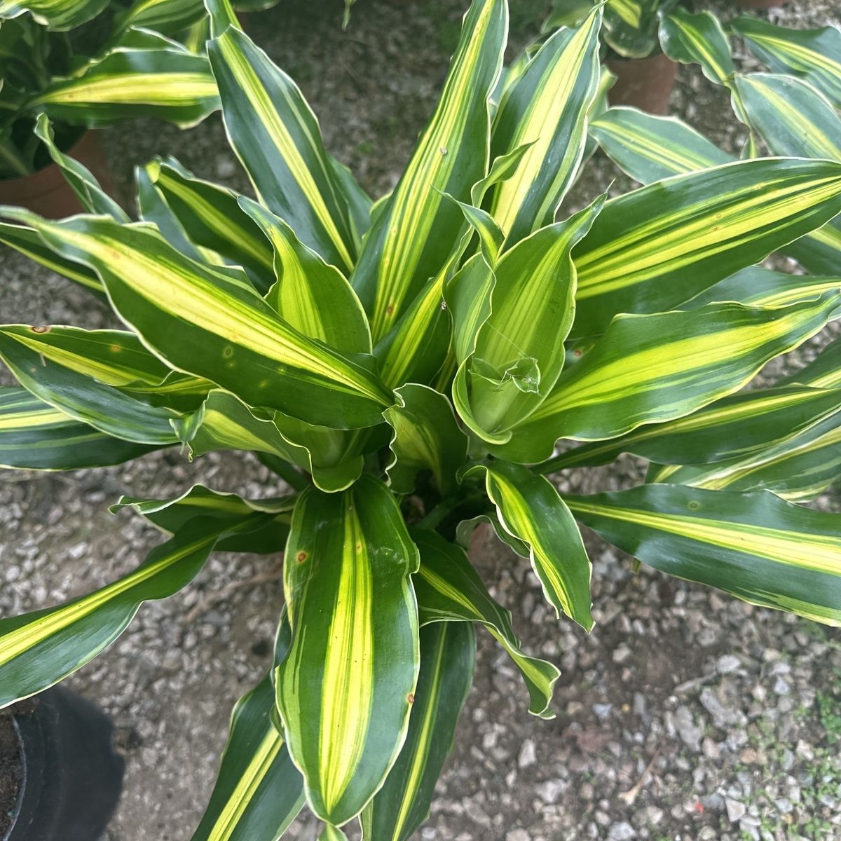 金心也门铁巴西铁大型办公室龙血树绿植盆栽室内花卉观叶植物盆栽