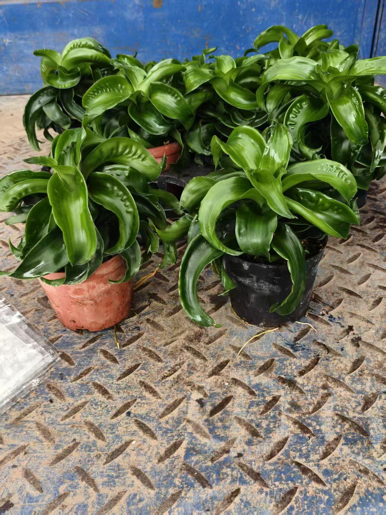 水培卷密叶龙血树植物龙卷树土培盆栽卷叶太阳神办公室盆栽稀有