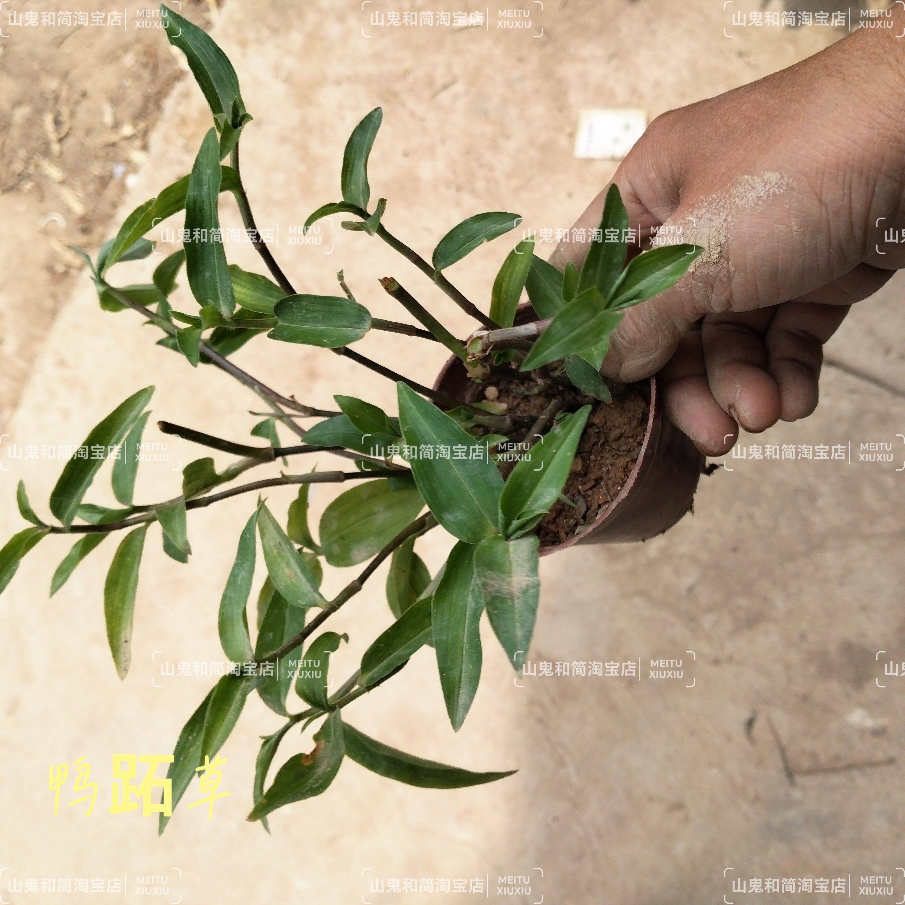 鸭跖草苗鸭舌草现挖新鲜兰花草竹叶草苗阳台庭院绿植盆栽蓝花吊兰