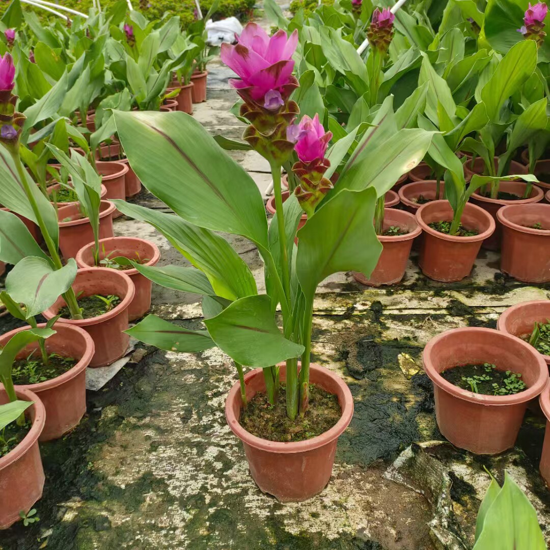 盆栽室内客厅办公室桌面盆栽植物四季常青地被饭店姜荷花礼佛好养