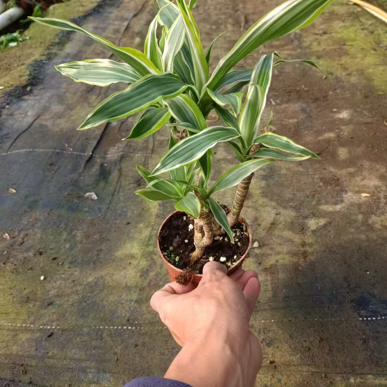 富贵竹金边花叶竹子土培绿植办公室内客厅净化空气吸甲醛巴西美人