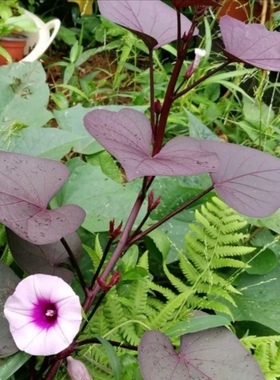 紫叶番薯苗紫色食叶番薯盆栽红薯叶用番薯食叶地瓜高花青素蔬菜