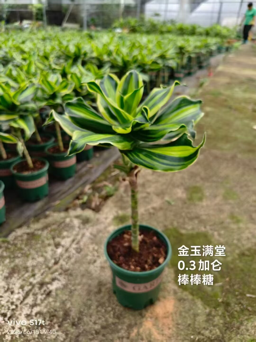 金玉满堂盆栽室内客厅办公室桌面盆栽植物四季美人桩也门铁棒棒糖