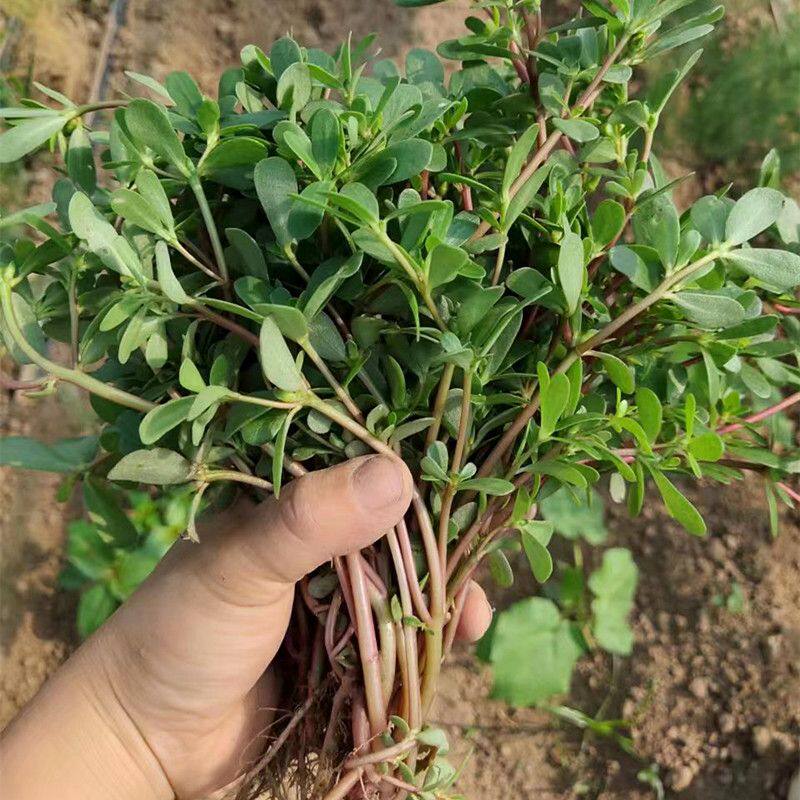 现挖现发凉拌馅农家马齿苋野菜特色菜酸味蚂蚱菜红色杆盆栽地栽