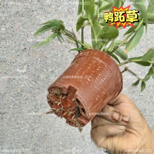 竹叶草鸭跖草竹鸡草化核草鸭舌草鲜活盆栽现采老花盆景带根发