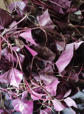 紫色专吃叶地瓜叶苕尖花青素含量高可阳台卧室盆栽绿植蔬菜食用