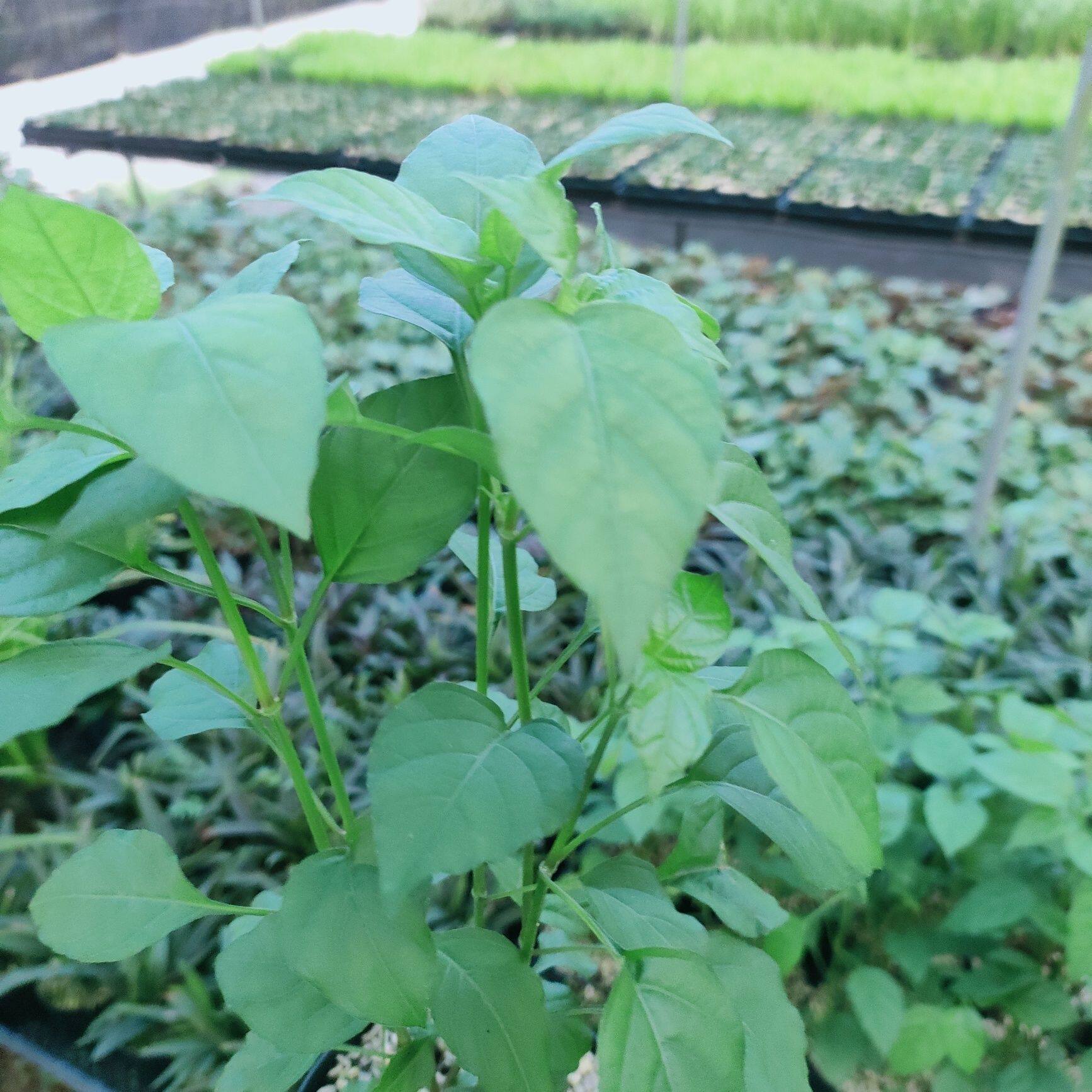 农家种植绿色蔬菜血通菜贵妃菜宽叶十万错酒店餐饮特色菜凉拌火锅