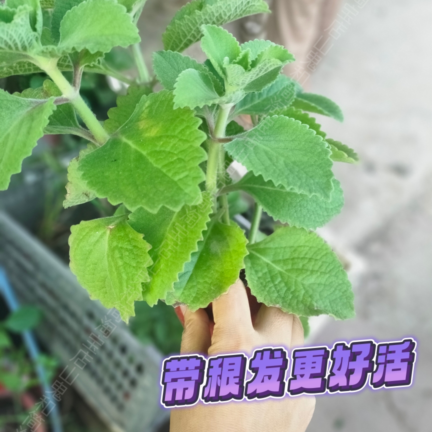 左手香绿植 大叶左手香植物 大叶排香草 大叶到手香 碰碰香驱蚊