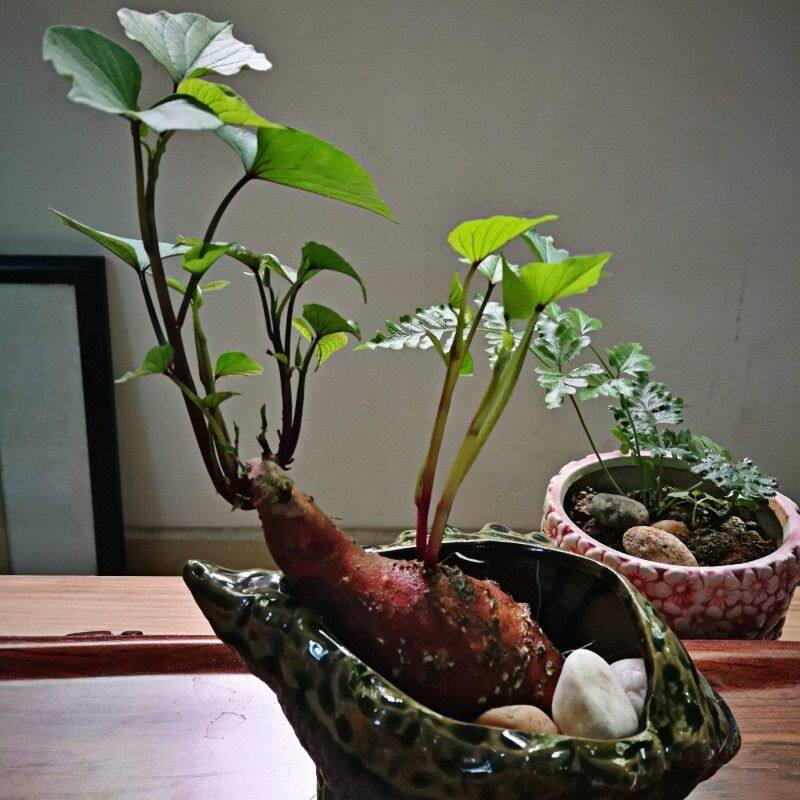 水培红薯带芽地瓜烟薯紫薯鱼缸植物阳台儿童学生观察作业发芽地瓜