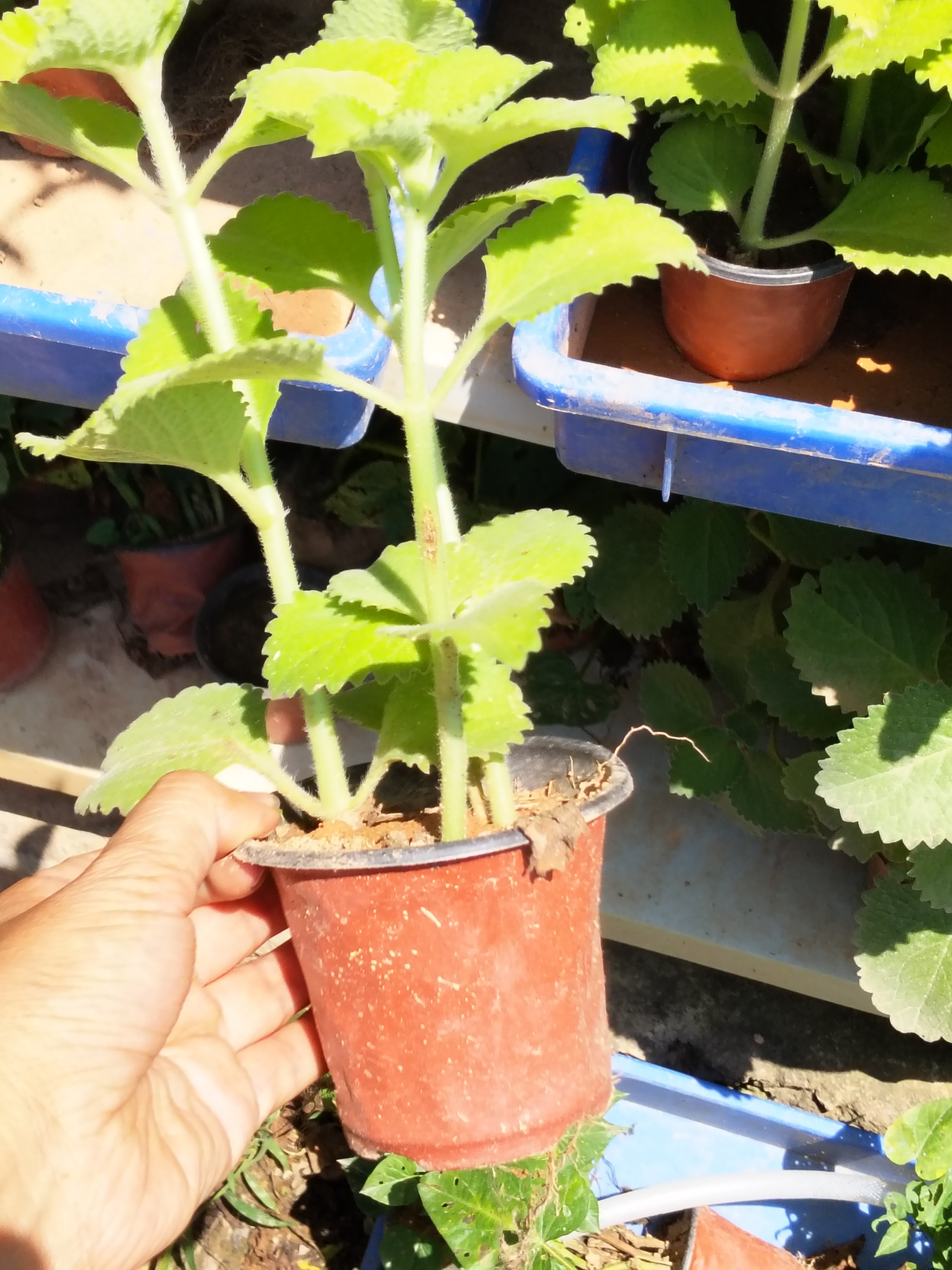 大叶左手香盆栽碰碰香阳台绿植印度薄荷驱蚊太子香带根发货好养