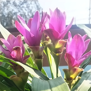 】3花姜荷花盆栽带花玉立荷花热带郁金香夏季耐热耐晒花卉礼佛拜