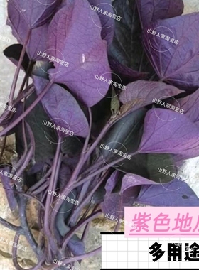 紫叶番薯苗紫色食叶番薯 食叶红薯叶用番薯食叶地瓜高花青素蔬菜