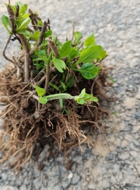 20棵血通菜苗新鲜绿线叶宽叶十万错苗铁打草盗偷草野菜狗肝菜蔬菜