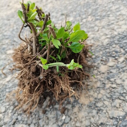 20棵血通菜苗新鲜绿线叶宽叶十万错苗铁打草盗偷草野菜狗肝菜蔬菜