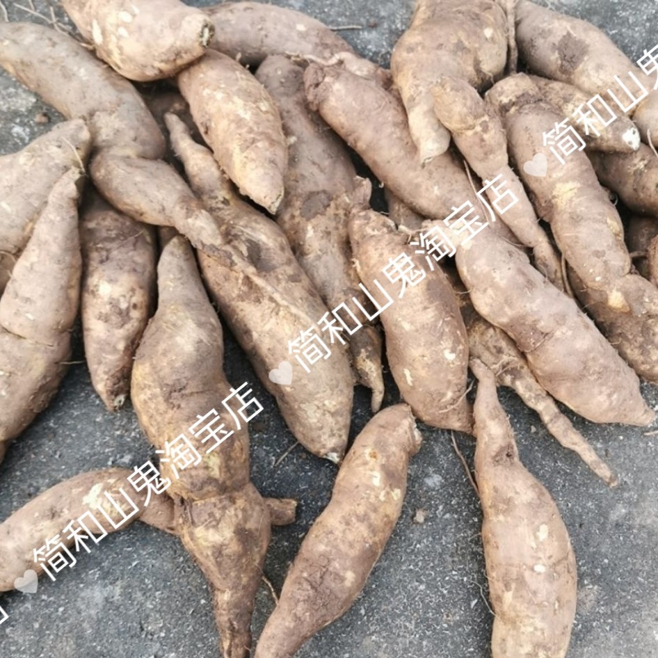 高产盆栽现挖福薯18号薯种大小随机阳台盆栽屋顶种植红薯叶甘薯苗