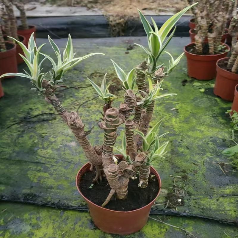 盆栽室内桌面好养造型桩网红植物盆景好养植物好养也门铁
