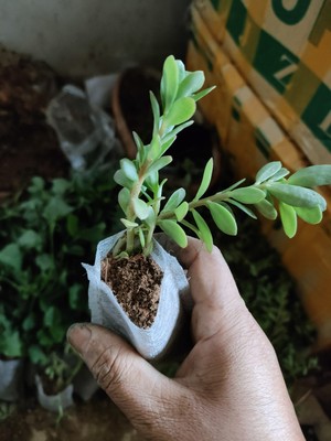 阔叶马齿苋太阳花进口新品绿植盆栽开花不断宽叶大叶宿根复色单瓣