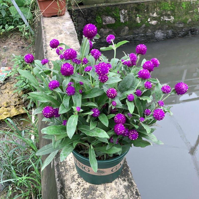 千日红盆栽带花苞四季开花植物室内阳台庭院花卉绿植盆栽水培土养