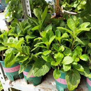 1盆新鲜漳州片仔癀草苗养生盆栽榨汁煮汤多年生可食用茶饮品室内