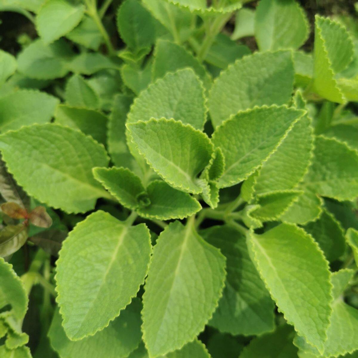苗大叶盆栽绿植排香草印度藿香盆栽地栽庭院太子香咳嗽潮汕番桔子