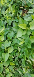 圆叶食叶型红薯叶苗地瓜叶山芋藤 四季种植番薯苗红苕苗2斤包邮