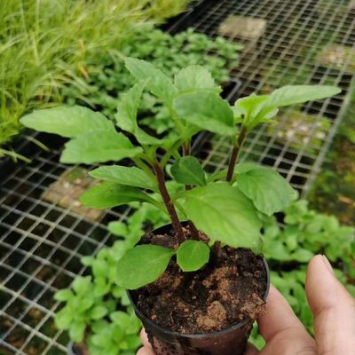 小众海芋海芋竹芋龟背竹小众网红绿植盆栽新品种阳台植片仔癀草
