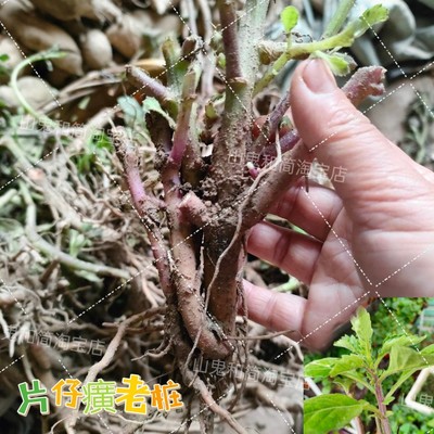 漳州片仔癀清肝明目消炎利尿降血压植物草本白凤菜盆栽鲜品白子菜