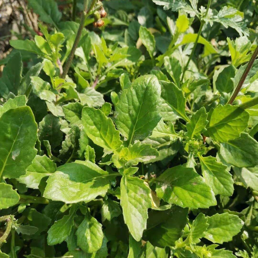 现采新鲜漳州片仔癀草称斤可食用降火清凉解毒榨汁果汁叶子称斤