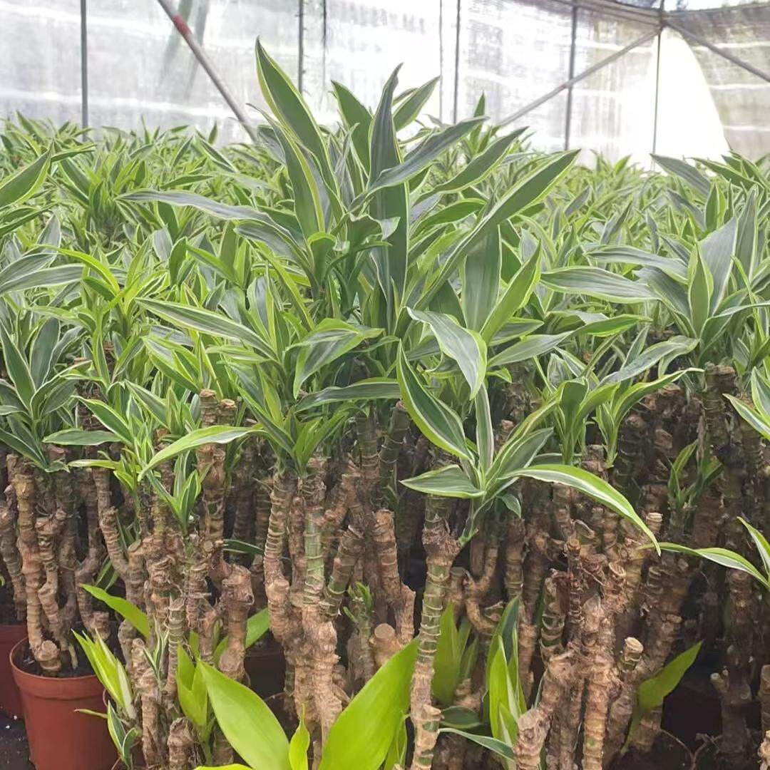 铁巴西美人桩盆栽室内绿植观茎观叶植物造型复古园艺盆景好养
