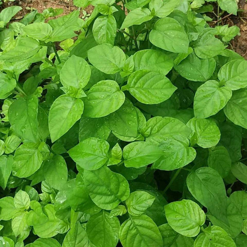 血通菜盆栽阳台绿植庭院楼顶花卉宽叶十万错菜苗四季种植好养室内