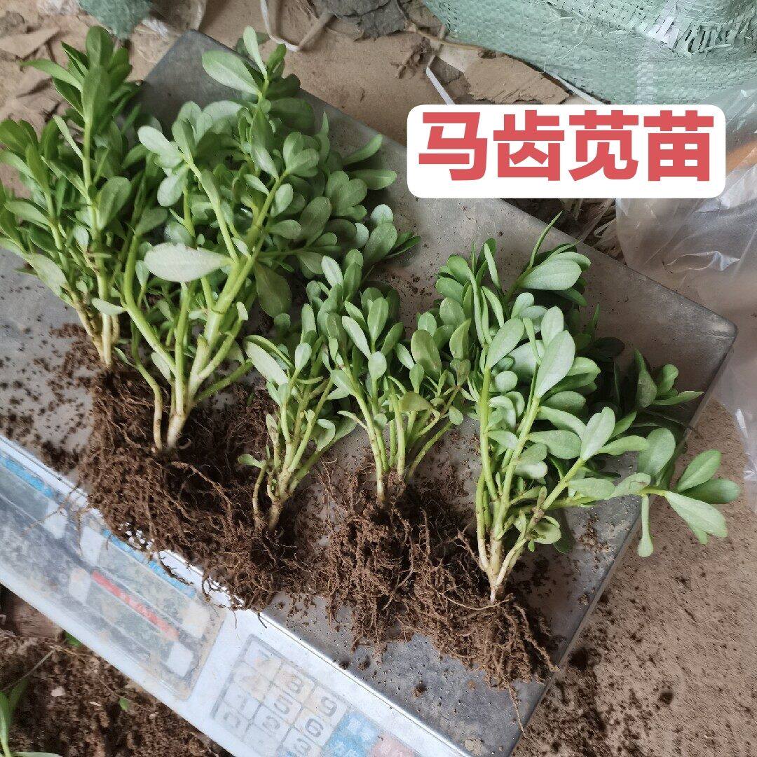 马齿苋苗新现挖蚂蚱苗长寿菜马蜂菜食用野菜阳台盆栽地栽带根带土