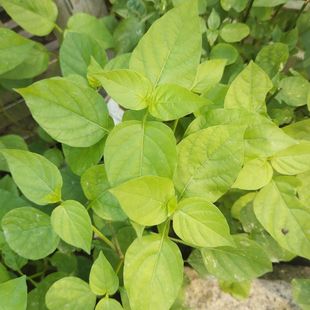 血通菜苗绿线叶宽叶十万错铁打草盗偷草四季野菜当火锅蔬菜可食用