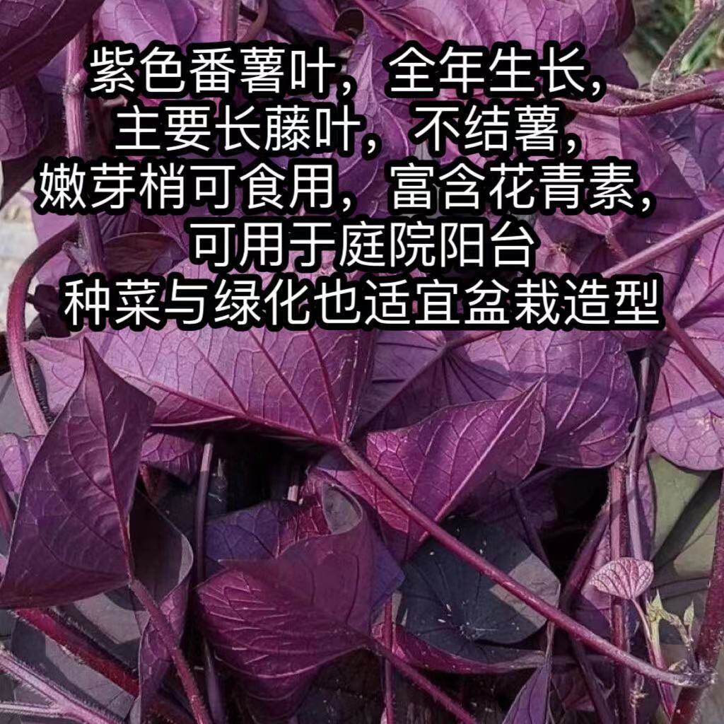 紫色食叶型红薯叶番薯叶地瓜叶新鲜蔬菜苕尖可作盆栽绿植酒店特菜