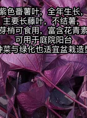 紫色食叶型红薯叶番薯叶地瓜叶新鲜蔬菜苕尖可作盆栽绿植酒店特菜