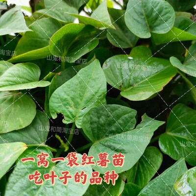 食叶型红薯叶苗专吃叶子的番薯叶食用地瓜苗秧红苕尖四季种福薯18