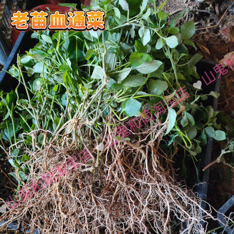 野生山草药宽叶十万错铁打草盗偷草湿采阳台盆栽庭院血通菜苗容易