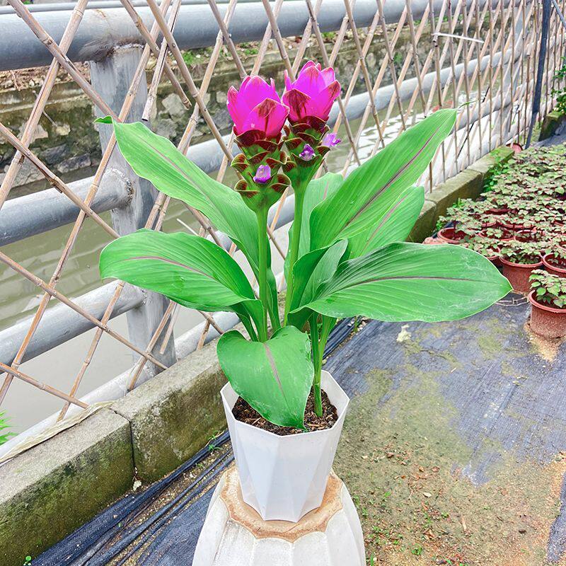 花姜荷花盆栽带花苞大叶阳台四季开绿植物办公室桌面耐热耐晒礼佛