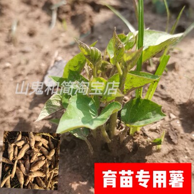 现挖福薯18号叶用型种薯专吃叶子地瓜红薯种红苕种育苗专用台农