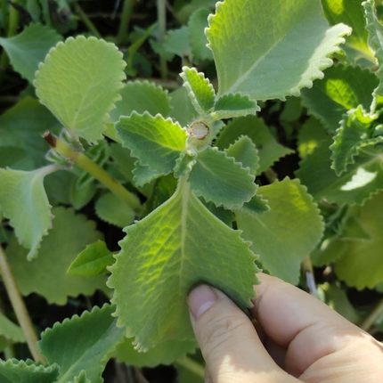 到手香苗阳台绿植左手香苗一抹香苗碰碰香苗带根原土发货庭院种植