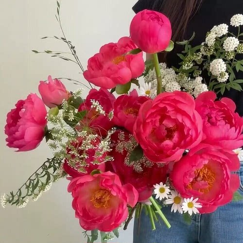 进口芍药沙拉巴茨拉落日珊瑚鲜花