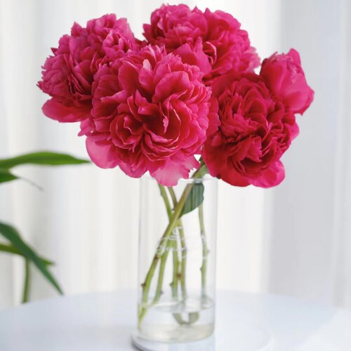 御前表演进口大红芍药鲜切花