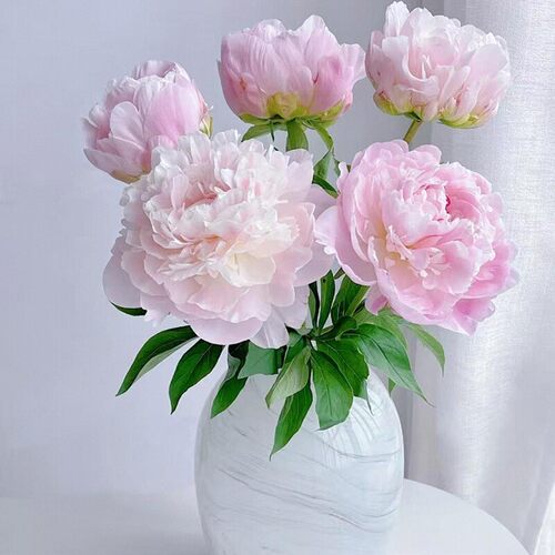 进口芍药花牡丹鲜花大花苞直发