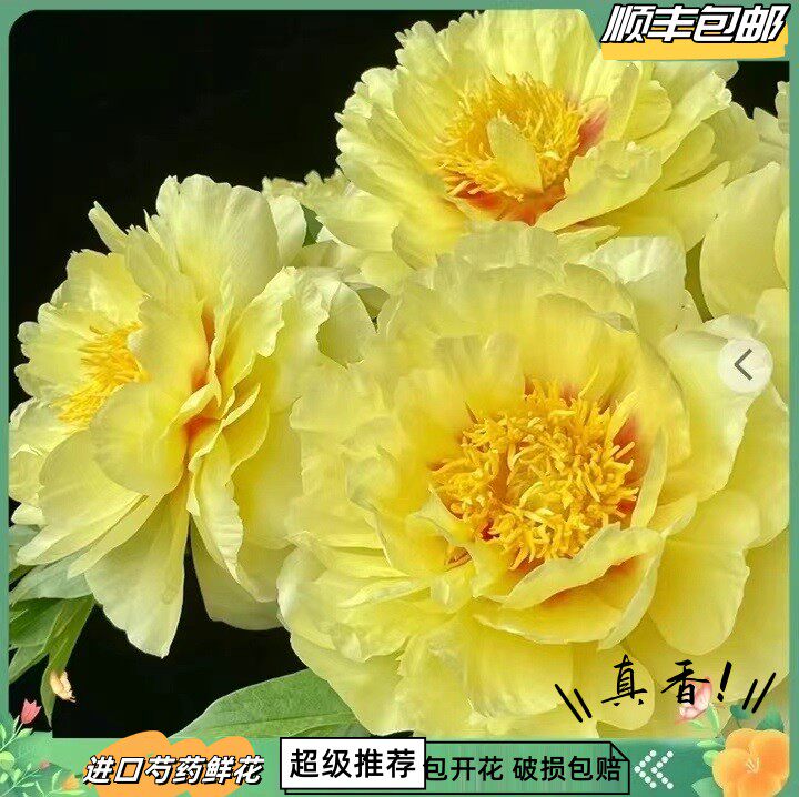 伊藤巴茨拉重瓣芍药鲜花花束家庭鲜花速递情人节鲜花店母亲节插花