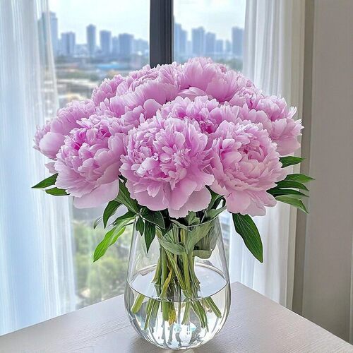 重瓣芍药花大花苞鲜切花牡丹花