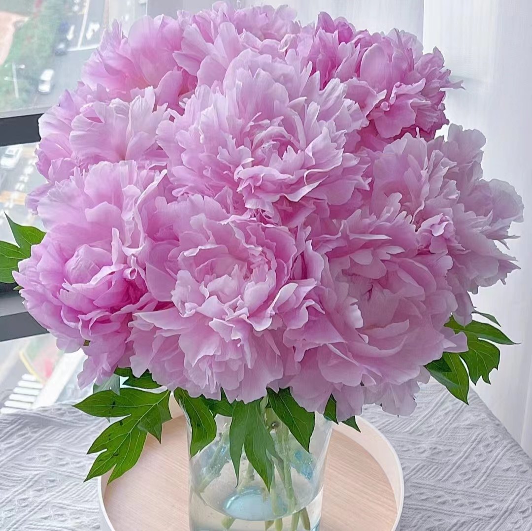 菏泽重瓣大芍药鲜花进口芍药鲜切花家庭瓶装插花节日礼物千层牡丹