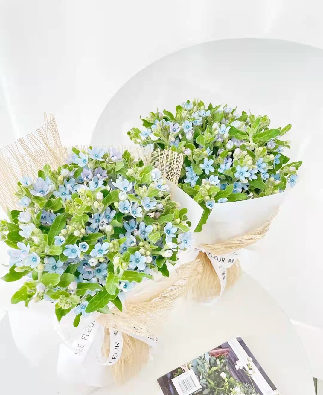 蓝星花新鲜切花插花神仙配花基地直发昆明包邮家庭插花水养