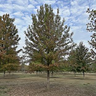 娜塔栎大树娜塔栎树苗北美红栎红橡树苗庭院绿化